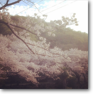 福山の桜